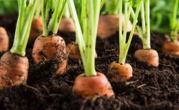 Wat te doen als wortels niet groeien: hoe beter te voeden en hoe het correct te doen
