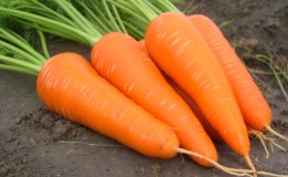Unpretentious mid-early hybrid of Red Core carrots