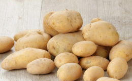 Jong maar veelbelovend Duits aardappelras 