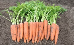 O que são sementes de cenoura, como escolhê-las corretamente, plantá-las e cultivá-las você mesmo