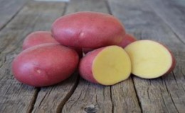 Isang hindi mapagpanggap, ngunit produktibong iba't ibang mga pulang patatas na Labella