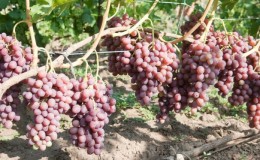 Büyüyen üzümlerin özellikleri Libya
