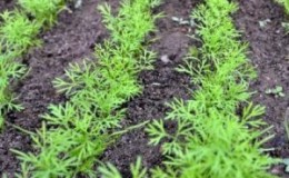 When is it better to plant dill before winter, and is it possible to do so