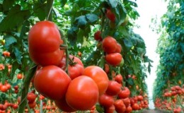 Geriausių aukštų pomidorų veislių, skirtų atviram žemei, apžvalga: pagalba renkantis ir vasaros gyventojų apžvalgos