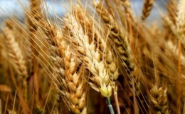 Examen des meilleures variétés de blé d'hiver: choisir les plus fertiles et résistantes