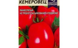 Veislė, kuria tikrai būsite patenkinti - pomidoras „Kemerovets“ ir tinkamo jo priežiūros paslaptys