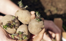 Tecnología de preparación de patatas para la siembra.