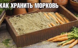 Avantages et inconvénients de stocker les carottes dans le sable, instructions étape par étape