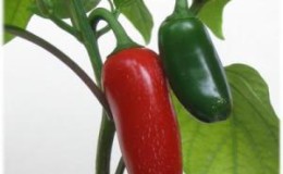 O que é pimenta Jalapeno, como ela é cultivada e usada
