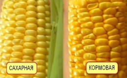 O que é milho para ração, como é cultivado e onde é usado