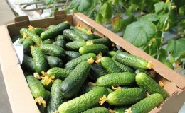 What is the yield of cucumbers in a greenhouse from 1 square meter and how to increase it