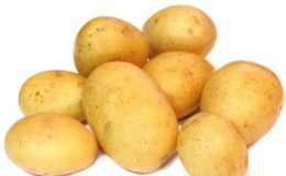 Ideaal aardappelras voor winteraankoop: 