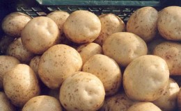 Detailed description and advice of agronomists on potato varieties: 