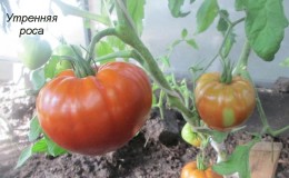 Variedade universal de tomate de maturação precoce - tomate 