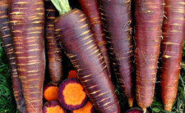 Variedades populares e híbridos de cenoura roxa