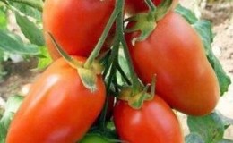O tomate Krasavchik pode ser não só uma decoração para o seu jardim, mas também uma boa colheita?