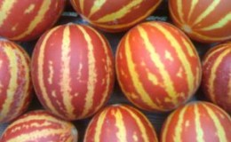 Eksoottinen hedelmä, jolla on epätavallinen ulkonäkö ja mielenkiintoinen maku - vietnamilainen meloni
