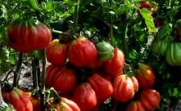 Varför det är värt att odla en tomat Etual: fördelarna med sorten och tips för att få en rik skörd