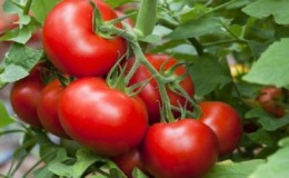 Tomates Stresa de alto rendimento, saborosos e fáceis de cuidar, para cultivo ao ar livre ou em estufa
