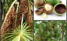 Bakit ang macadamia nut ay kapaki-pakinabang at nakakapinsala para sa mga kababaihan: komposisyon, aplikasyon, mga pagsusuri