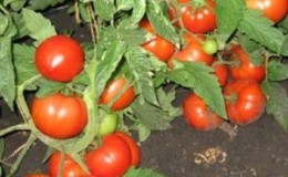 Um guia para iniciantes: cultivando um tomate híbrido 