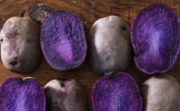 Useful properties, cultivation features and description of the purple potato variety