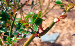 A beginner's guide: how to care for roses in spring