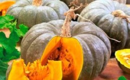 A healthy and tasty variety from Kuban breeders - pumpkin 