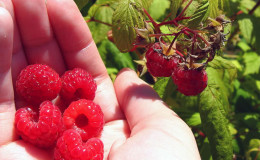 How and what to feed remontant raspberries in July