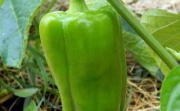 Is it necessary to pick off the leaves of peppers in the greenhouse and how to do it correctly: instructions for novice gardeners