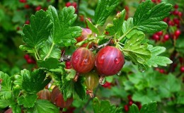 Bektaşi üzümü meyvesi - tanımı ve özellikleri