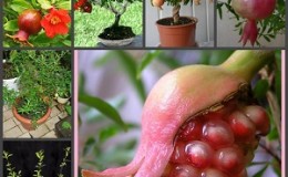 Hoe granaatappels thuis op de juiste manier te planten: een beginnershandleiding