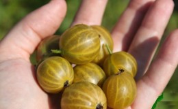 Ang mga varieties ng gooseberry para sa rehiyon ng Moscow, lumalaban sa pulbos na amag