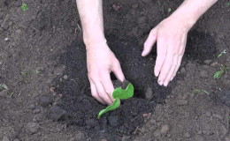 Comment calculer le moment où planter une citrouille pour les semis?