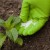 Ako nakŕmiť papriku počas kvitnutia a plodenia v skleníku, aby ste získali rekordnú úrodu