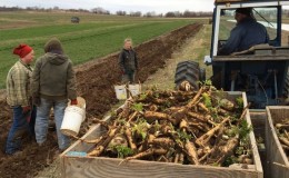 Is horseradish cultivation profitable as a business and what are the features of its agricultural technology on an industrial scale