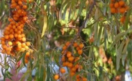Hoe u erachter kunt komen waarom de bladeren van duindoorn geel worden in de zomer en de oorzaak van het probleem kunt wegnemen