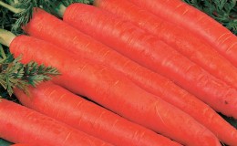 Grande variedade de cenouras Gigante vermelho