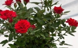 Como cuidar de uma rosa em vaso em casa - um guia para iniciantes