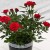 Как да се грижим за домашна роза в саксия - ръководство за начинаещи цветя