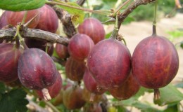 Late-ripening gooseberry iba't-ibang Petsa