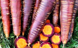Instructions étape par étape pour faire pousser des carottes à partir de zéro