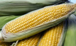 Како замрзнути кукуруз на кукурузи код куће: могућности складиштења и савети искусних домаћица