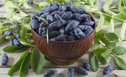What does honeysuckle berries taste like: a description of taste