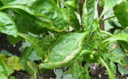 Folhas de pimenta ficam amarelas na estufa: o que fazer para resolver o problema de forma rápida e eficaz