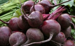 One of the most popular varieties among farmers is Pablo beetroot