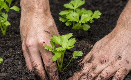 Podmienky a pravidlá pestovania zeleru pre začiatočníkov v lete