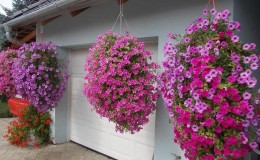 Growing ampelous petunias and care: pinching for a gorgeous lush flowering