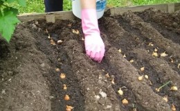 Reglas y esquemas para plantar cabezas de cebolla en primavera.