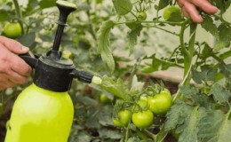 Hoe een boorzuuroplossing voor tomatenovarium te bereiden: verhoudingen en instructies voor het verwerken van tomaten